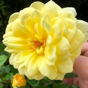 Meet your Posher, Bebet